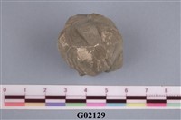 藏品(藤壺)的圖片